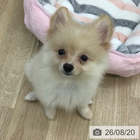 福島県のポメラニアン (ペットプラス 福島店/2026年6月6日生まれ/女の子/クリーム)の子犬の3枚目の画像