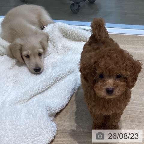トイ・プードルの写真