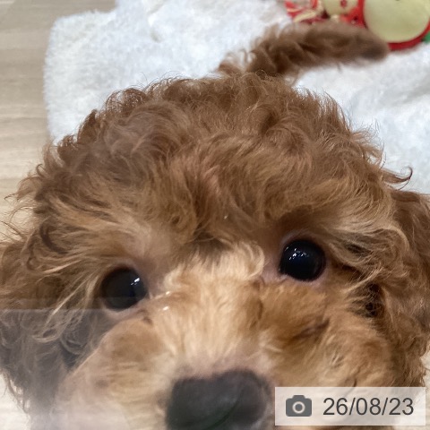 宮城県のトイプードル(トイ) (ペットプラス 仙台泉大沢店/2026年6月7日生まれ/男の子/レッドフォーン)の子犬の3枚目の画像