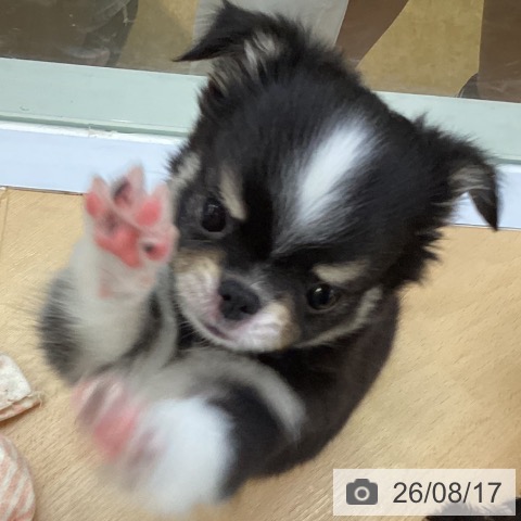 チワワの写真