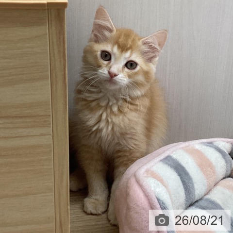 ラガマフィンの写真