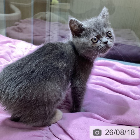 エキゾチックの写真