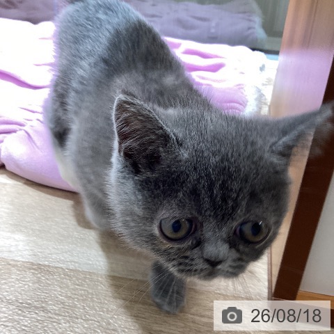 エキゾチックの写真