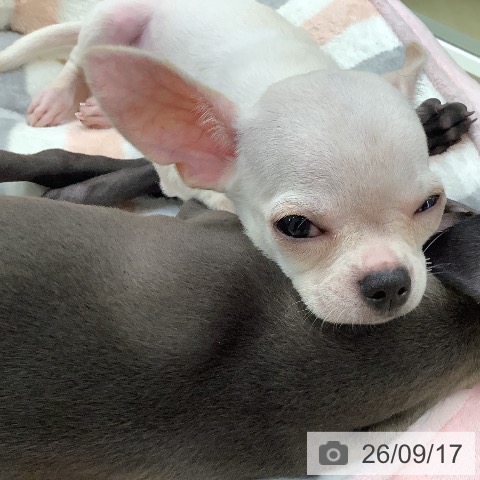 チワワの写真