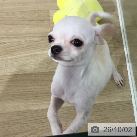 チワワの写真