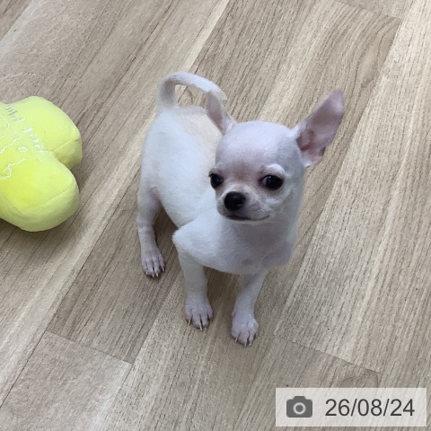 東京都のチワワ(ロング) (ペットプラス 日の出店/2026年6月18日生まれ/男の子/クリーム)の子犬の3枚目の画像