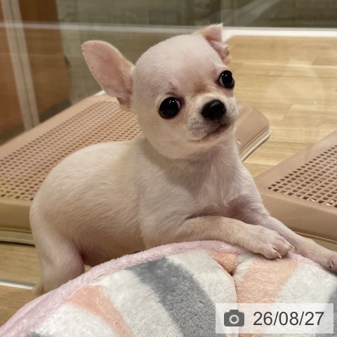 埼玉県のチワワ(ロング) (ペットプラス ららぽーと富士見店/2026年6月18日生まれ/男の子/クリーム)の子犬の4枚目の画像