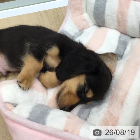 福島県のミニチュアダックスフンド(ロング) (ペットプラス 福島店/2026年6月17日生まれ/男の子/ブラックタン)の子犬の4枚目の画像