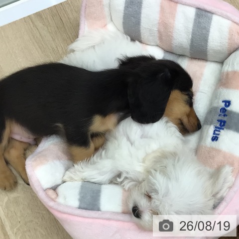 福島県のミニチュアダックスフンド(ロング) (ペットプラス 福島店/2026年6月17日生まれ/男の子/ブラックタン)の子犬の3枚目の画像
