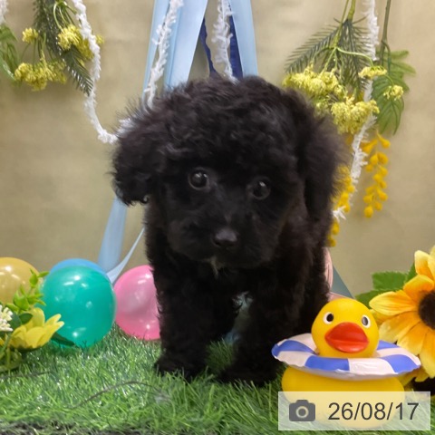 千葉県のトイプードル(トイ) (ペットプラス コトエ流山おおたかの森店/2026年6月15日生まれ/男の子/ブラック)の子犬の3枚目の画像