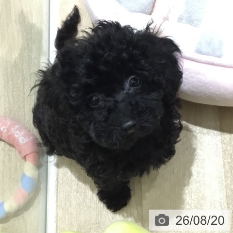 宮城県のトイプードル(トイ) (ペットプラス 仙台上杉店/2026年6月15日生まれ/女の子/ブラック)の子犬の4枚目の画像