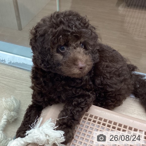 埼玉県のトイプードル(トイ) (ペットプラス 川口店/2026年6月17日生まれ/男の子/ブラウン)の子犬の4枚目の画像
