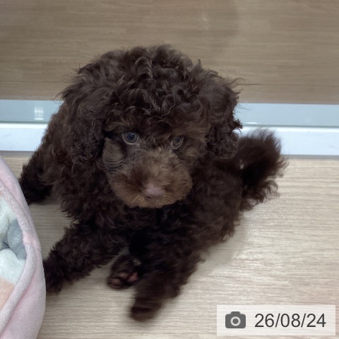 埼玉県のトイプードル(トイ) (ペットプラス 川口店/2026年6月17日生まれ/男の子/ブラウン)の子犬の3枚目の画像