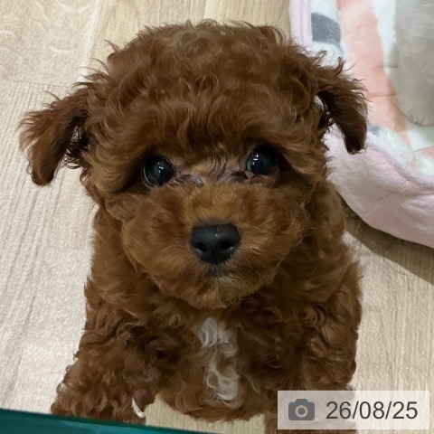 宮城県のトイプードル(トイ) (ペットプラス 名取店/2026年6月13日生まれ/女の子/レッド)の子犬の4枚目の画像