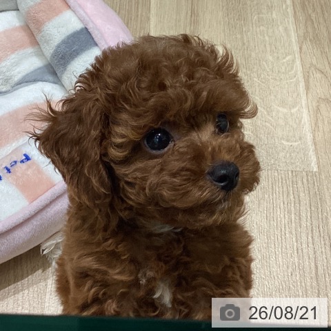 宮城県のトイプードル(トイ) (ペットプラス 名取店/2026年6月13日生まれ/女の子/レッド)の子犬の3枚目の画像