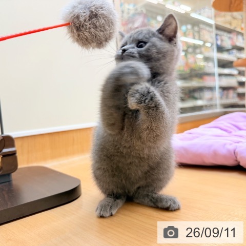 東京都のブリティッシュショートヘアー (ペッツワン 南砂町SUNAMO店/2026年6月11日生まれ/女の子/ブルー)の子猫の4枚目の画像
