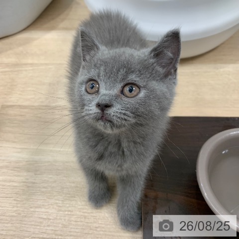 東京都のブリティッシュショートヘアー (ペットプラス アクアシティお台場店/2026年6月11日生まれ/女の子/ブルー)の子猫の3枚目の画像