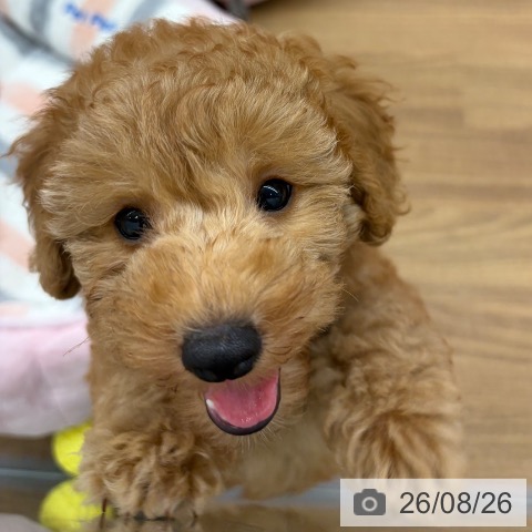 東京都のトイプードル(トイ) (ペッツワン 青梅インター店/2026年6月18日生まれ/男の子/レッド)の子犬の4枚目の画像