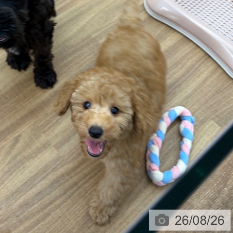 東京都のトイプードル(トイ) (ペッツワン 青梅インター店/2026年6月18日生まれ/男の子/レッド)の子犬の3枚目の画像