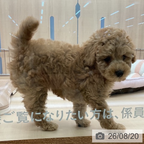 埼玉県のトイプードル(トイ) (ペッツワン 浦和美園店/2026年6月18日生まれ/男の子/アプリコット)の子犬の4枚目の画像
