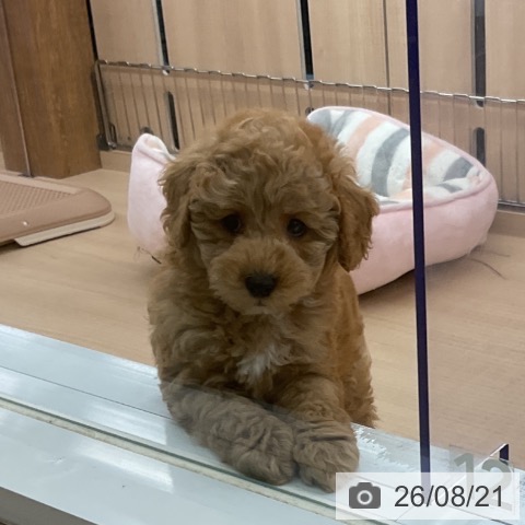 埼玉県のトイプードル(トイ) (ペッツワン 浦和美園店/2026年6月18日生まれ/男の子/アプリコット)の子犬の3枚目の画像