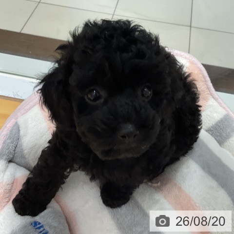 埼玉県のトイプードル(トイ) (ペットプラス 与野店/2026年6月18日生まれ/女の子/ブラック)の子犬の4枚目の画像