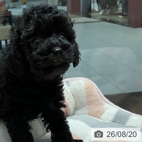 埼玉県のトイプードル(トイ) (ペットプラス 与野店/2026年6月18日生まれ/女の子/ブラック)の子犬の3枚目の画像
