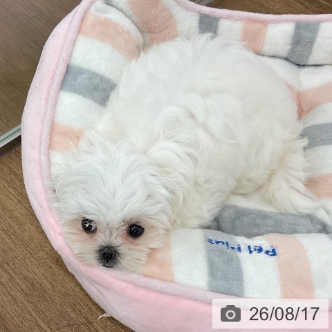 マルチーズの写真