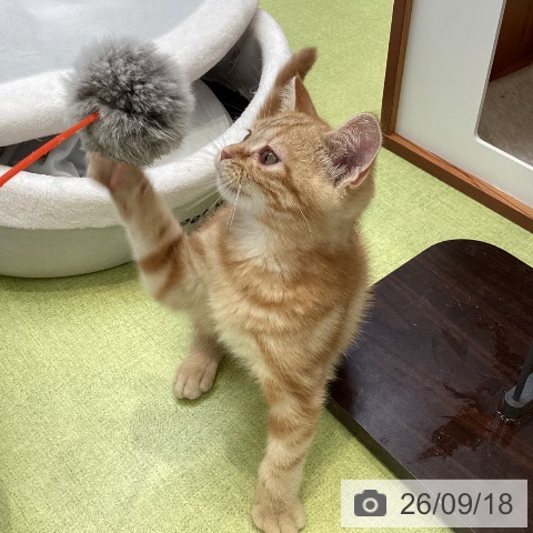 大阪府のアメリカンショートヘアー (ペットプラス ららぽーと和泉店/2026年6月19日生まれ/男の子/レッドタビー)の子猫の4枚目の画像