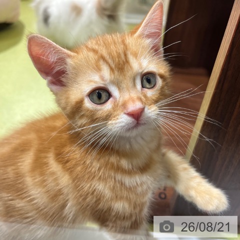 京都府のアメリカンショートヘアー (ペットプラス 京都桂川店/2026年6月19日生まれ/男の子/レッドタビー)の子猫の4枚目の画像