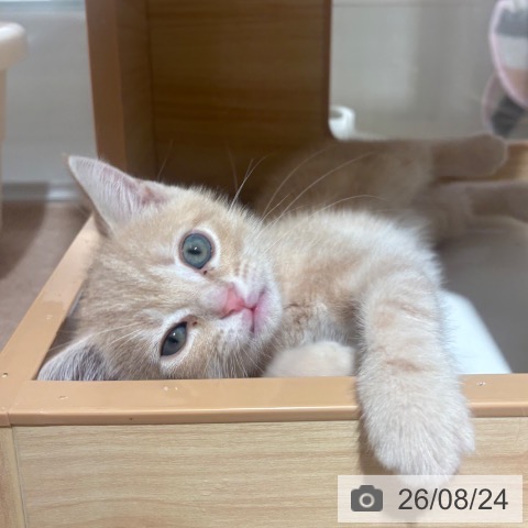 兵庫県のアメリカンショートヘアー (ペットプラス 神戸三宮店/2026年6月19日生まれ/男の子/クリームタビー)の子猫の4枚目の画像