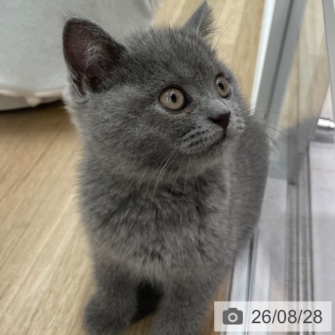 埼玉県のブリティッシュショートヘアー (ペットプラス ららぽーと富士見店/2026年6月18日生まれ/男の子/ブルー)の子猫の3枚目の画像