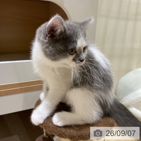 大阪府のブリティッシュショートヘアー (ペットプラス 鶴見店/2026年6月18日生まれ/男の子/ブルーホワイト)の子猫の4枚目の画像