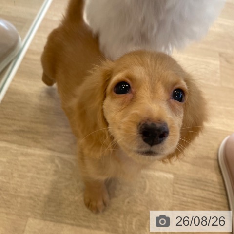ミニチュア・ダックスフンドの写真