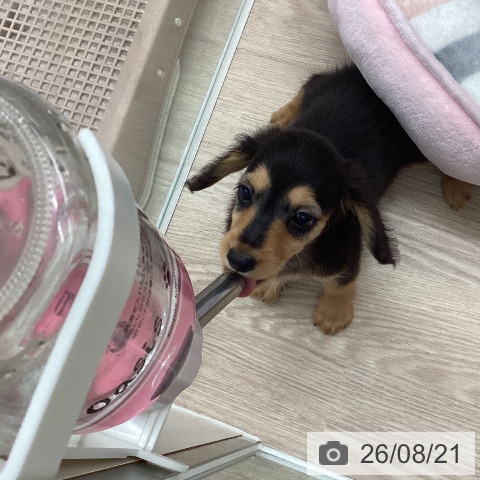 ミニチュア・ダックスフンドの写真