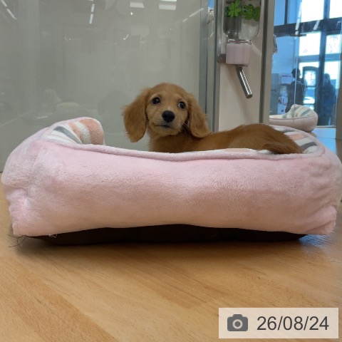 埼玉県のミニチュアダックスフンド(ロング) (ペットプラス 浦和美園店/2026年6月19日生まれ/男の子/ゴールド)の子犬の3枚目の画像