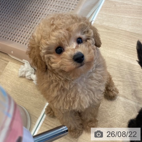 神奈川県のトイプードル(トイ) (ペットプラス テラスモール湘南店/2026年6月19日生まれ/男の子/クリーム)の子犬の3枚目の画像
