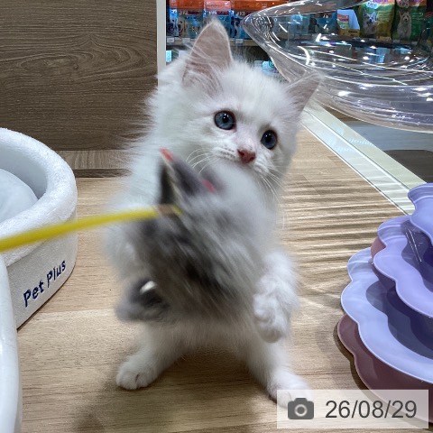 神奈川県のラグドール (ペットプラス ゆめが丘ソラトス店/2026年6月18日生まれ/女の子/ブルーポイントバイカラー)の子猫の4枚目の画像