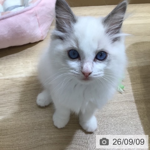 東京都のラグドール (ペットプラス 日の出店/2026年6月19日生まれ/男の子/ブルーポイントバイカラー)の子猫の3枚目の画像