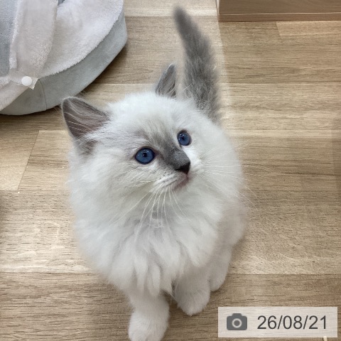 山梨県のラグドール (ペットプラス 甲府国母店/2026年6月19日生まれ/女の子/ブルーポイントミテッド)の子猫の4枚目の画像