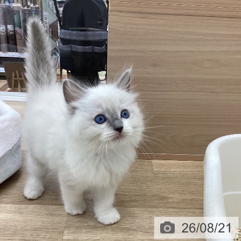 山梨県のラグドール (ペットプラス 甲府国母店/2026年6月19日生まれ/女の子/ブルーポイントミテッド)の子猫の3枚目の画像