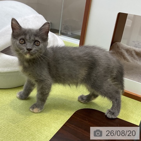 大阪府のブリティッシュショートヘアー (ペットプラス ららぽーと和泉店/2026年6月8日生まれ/女の子/ブルークリーム)の子猫の4枚目の画像