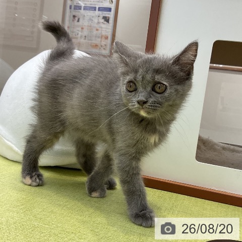 大阪府のブリティッシュショートヘアー (ペットプラス ららぽーと和泉店/2026年6月8日生まれ/女の子/ブルークリーム)の子猫の3枚目の画像