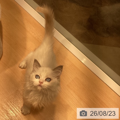 ラグドールの写真
