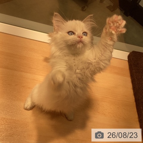 ラグドールの写真