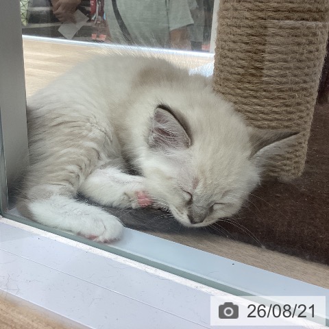 ラグドールの写真