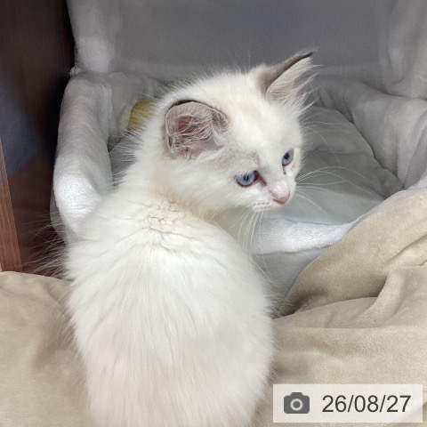 福岡県のラグドール (ペットプラス 春日店/2026年6月20日生まれ/女の子/トーティリンクスポイント)の子猫の4枚目の画像