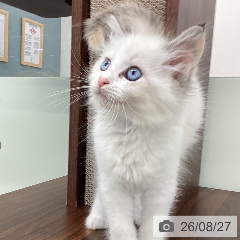 福岡県のラグドール (ペットプラス 春日店/2026年6月20日生まれ/女の子/トーティリンクスポイント)の子猫の3枚目の画像