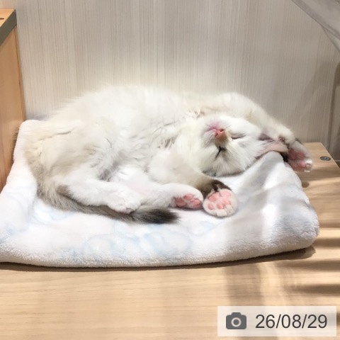 神奈川県のラグドール (ペットプラス 川崎ルフロン店/2026年6月20日生まれ/女の子/トーティリンクスポイント)の子猫の4枚目の画像