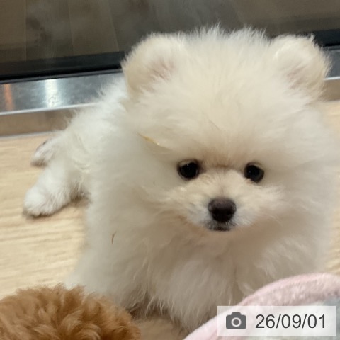 埼玉県のポメラニアン (ペットプラス コクーンシティ店/2026年6月19日生まれ/男の子/ホワイトクリーム)の子犬の3枚目の画像